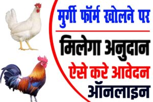 Bihar poultry farm yojana 2024 | बिहार मुर्गी फॉर्म खोलने पर मिलेगा अनुदान सरकार के द्वारा, आवेदन शुरू : very useful